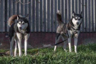 Dogs, two Siberian Huskies (Canis lupus familiaris) in front of a barn on a farm, Bavaria, Germany,