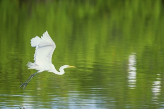 Great white egret (Ardea alba) in flight, Sanibel Island, J.N. Ding Darling National Wildlife
