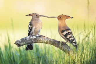 Hoopoe (Upupa epops) Bird of the Year 2022, male with food for his female, bridal gift, mating,