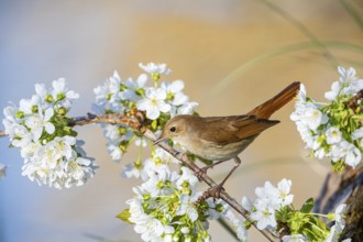 Nightingale (Luscinia megarhynchos) Germany