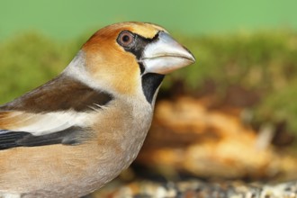 Hawfinch (Coccothraustes coccothraustes), male, animal portrait, North Rhine-Westphalia, Germany,
