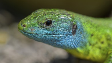 Western green lizard (Lacerta bilineata), animal portrait, resting on a stone of a dry stone wall,
