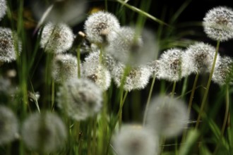 Dandelions, meadow in spring, Germany, Europe