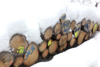 Wood pile, covered by snow, log pile in the forest, timber, firewood, winter
