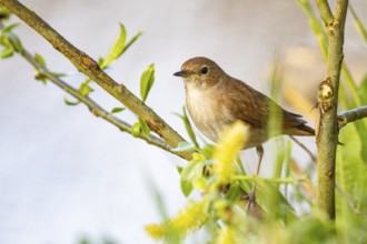 Nightingale (Luscinia megarhynchos) Germany