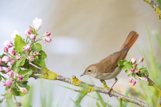 Nightingale (Luscinia megarhynchos) Germany