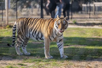 Endangered Bengal tiger at the Alabama Gulf Coast Zoo in Gulf Shores, Alabama, USA, North America