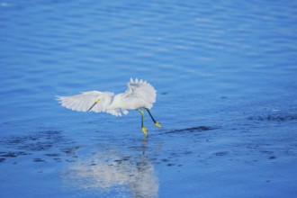 Snowy Egret (Egretta thula) starting flight, Sanibel Island, J.N. Ding Darling National Wildlife