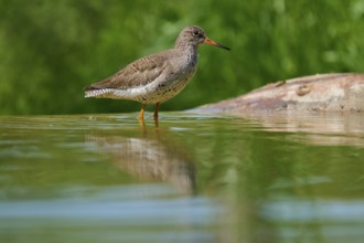 Redshank (Tringa totanuss), standing at the edge of the water with a clear reflection, France,