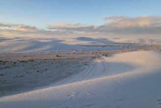 Desert grasses in flatter areas of the White Sands National Park in Alamogordo, New Mexico, USA,