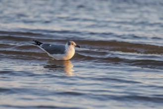 Seagull floating at the waterline searching for food along the Mississippi Gulf Coast in evening