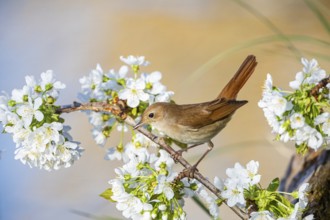 Nightingale (Luscinia megarhynchos) Germany