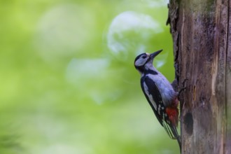 Pileated Woodpecker (Dendrocopos major) at the breeding cavity, Piciformes, Göggingen,