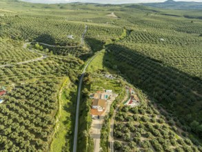 Fields of olive trees, trees planted in rows, aerial view, near village Cabra, Andalusia, Spain,