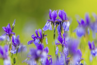 Siberian iris (Iris sibirica), Iris family (Iridaceae), Eriskircher Ried, Baden-Württemberg,