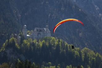 A paraglider glides over Neuschwanstein Castle against a mountainous backdrop, tandem, Schwangau