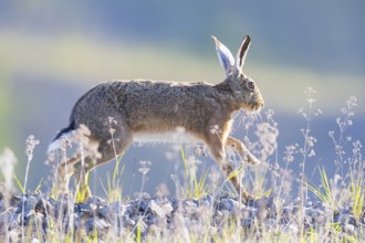 European hare (Lepus europaeus) Germany