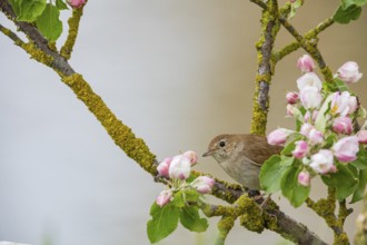 Nightingale (Luscinia megarhynchos) Germany