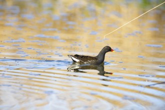 Moorhen (Gallinula chloropus) ml Germany