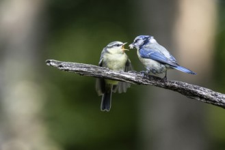 Blue tits (Parus caerulea), feeding young animals, Emsland, Lower Saxony, Germany, Europe