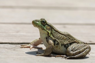 Detroit, Michigan - An American bullfrog (Lithobates catesbeianus) on a boardwalk in Belle Isle