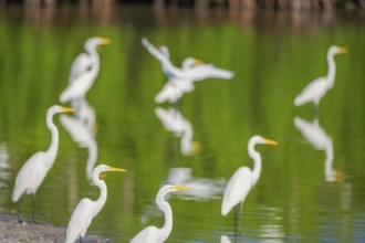 Great white egrets (Ardea alba) looking for food in a pond, Sanibel Island, J.N. Ding Darling