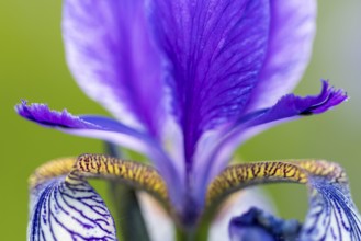 Siberian iris (Iris sibirica), Iris family (Iridaceae), Eriskircher Ried, Baden-Württemberg,
