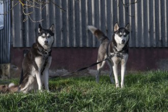 Dogs, two Siberian Huskies (Canis lupus familiaris) in front of a barn on a farm, Bavaria, Germany,