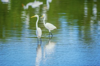 Great white egrets (Ardea alba) looking for food in a pond, Sanibel Island, J.N. Ding Darling
