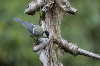 Great Tit (Parus major), Emsland, Lower Saxony, Germany, Europe