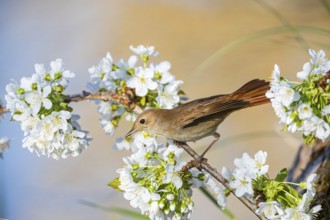 Nightingale (Luscinia megarhynchos) Germany