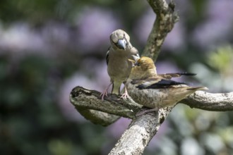 Hawfinch (Coccothraustes coccothraustes), feeding juveniles, Emsland, Lower Saxony, Germany, Europe