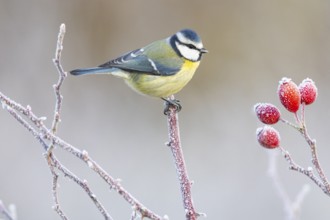 Blue tit (Parus caeruleus) Germany