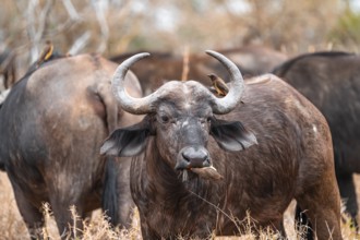 Cape buffalo (Syncerus caffer caffer) with yellowbill oxpecker (Buphagus africanus), Kruger