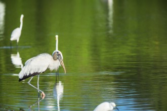 Great white egrets (Ardea alba) and Wood Stork (Mycteria Americana) fishing, Sanibel Island, J.N.