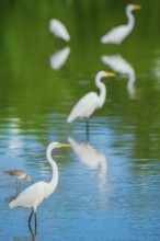 Great white egrets (Ardea alba) looking for food in a pond, Sanibel Island, J.N. Ding Darling