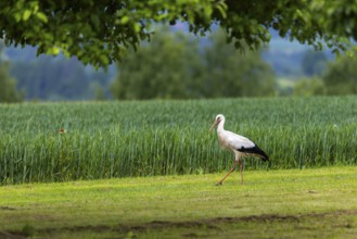 White stork (Ciconia ciconia), in front of barley field, Göggingen, district of Sigmaringen,
