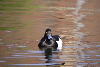 Tufted duck on a lake, May, Germany, Europe