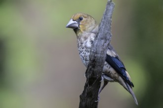 Hawfinch (Coccothraustes coccothrauste, juvenile, Emsland, Lower Saxony, Germany, Europe