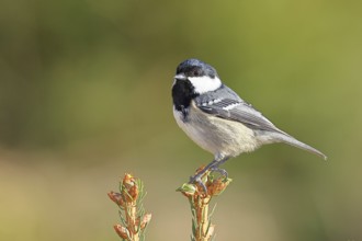 Fir tit (Parus ater), sitting on the top of a young spruce, European spruce (Picea abies),