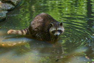A raccoon (Procyon lotor), standing in the water, surrounded by nature and stones, covered with