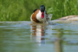 Shelduck (Tadorna tadorna), splashing water, France, Europe