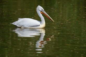 Dalmatian pelican (Pelecanus crispus), swimming leisurely on a still water, reflected in the calm