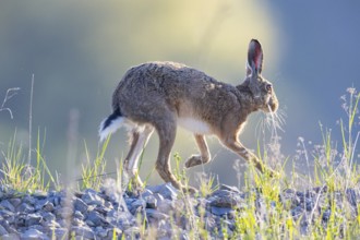 European hare (Lepus europaeus) Germany