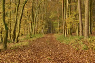 A forest path covered with colourful autumn leaves, flanked by tall trees, Hornbach, Walldürn,