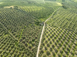 Fields of olive trees, trees planted in rows, aerial view, near village Cabra, Andalusia, Spain,
