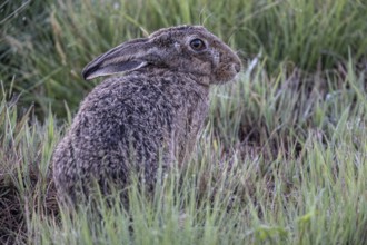 European hare (Lepus europaeus), Emsland, Lower Saxony, Germany, Europe