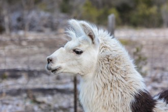 Domesticated alpaca livestock helps to protect goats from predators on a ranch in Sonora, Texas,