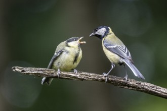 Great tits (Parus major), feeding young birds, Emsland, Lower Saxony, Germany, Europe