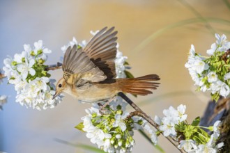Nightingale (Luscinia megarhynchos) Germany